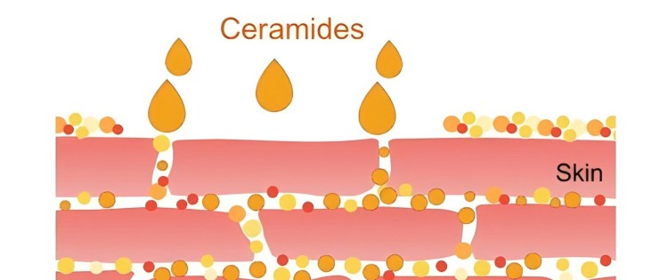 Ce sunt ceramidele și de ce sunt importante pentru piele?