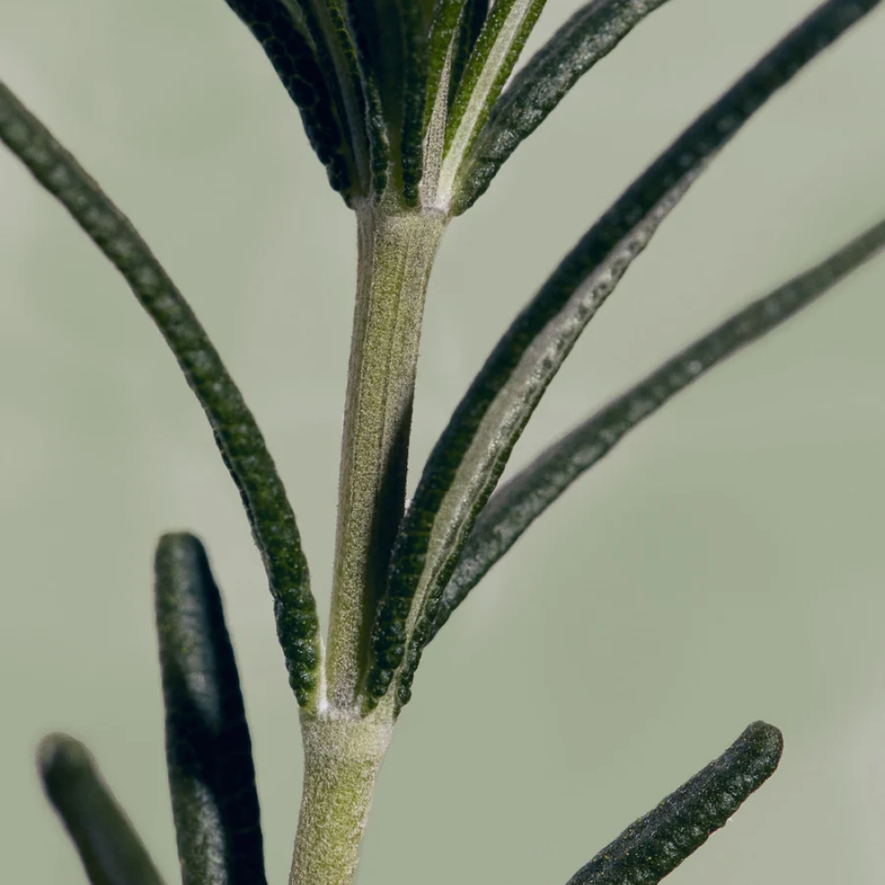 Тоник для стимуляции роста волос с розмарином и женьшенем